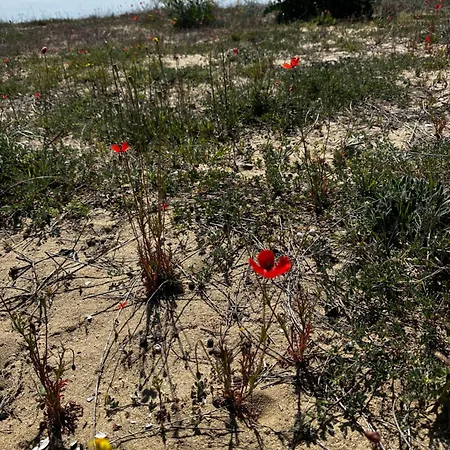 アパート Perfect Sea And Pool View Long